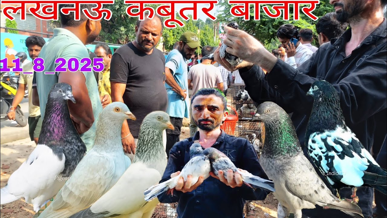 Lucknow Kabutar Market 🥰 11_8_25 लखनऊ कबूतर बाजार यहां मिलते हैं सबसे सस्ते कबूतर लखनऊ नक्खास कबूतर 