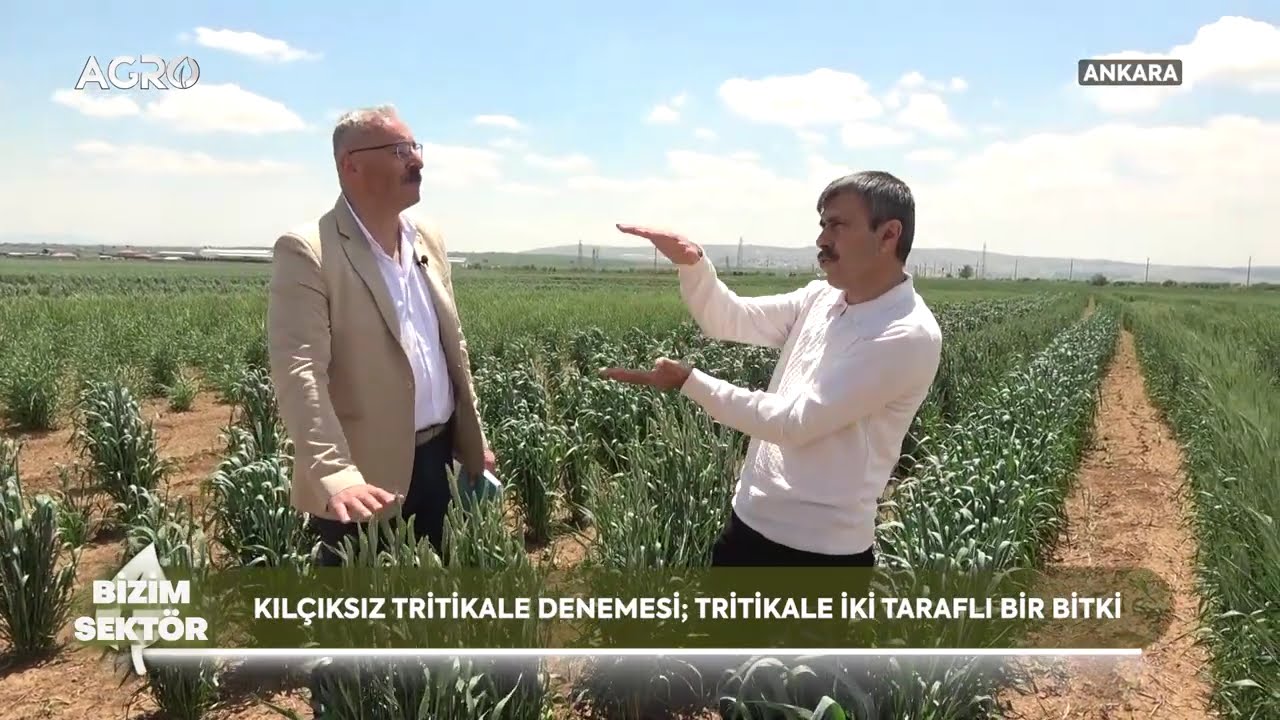 Tritikale Silajı Devri Mi Başlıyor? Kılçıksız Tritikale Denemesi! / Bizim Sektör
