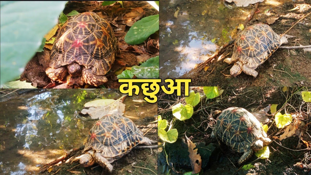 कछुआ//tortoise//#newvideo//#tortoise//#कछुआ//#video 