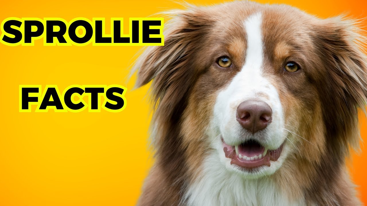 sprollie Dog - Top 10 Facts