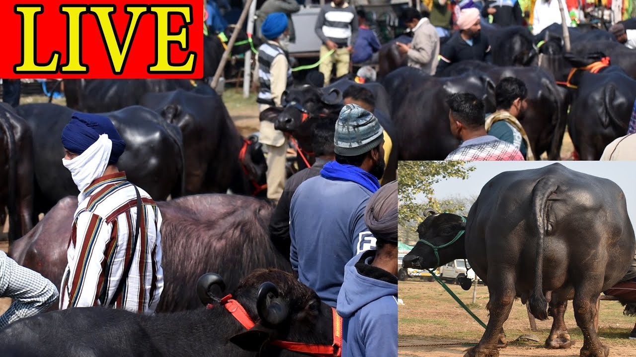 LIVE COVERAGE OF KURALI MANDI PUNJAB I MURRAH HARYANA I BUFFALO MARKET IN INDIA