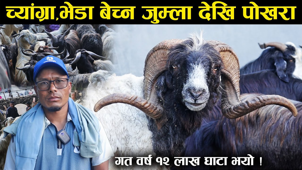 दशैंको लागि जुम्ला देखि च्यांग्रा,भेडा लिएर पोखरा आईपुगेका गोपी,भन्छन्-'गत वर्ष १२ लाख घाटा भयो' !
