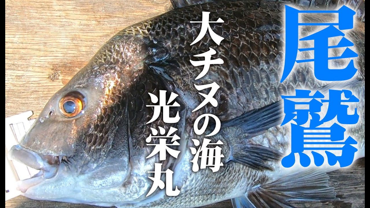 楽しいちぬ釣り #70 猛暑の黒鯛かかり釣り 三重 尾鷲湾 开心钓黑鲷 Extreme Bream Fishing