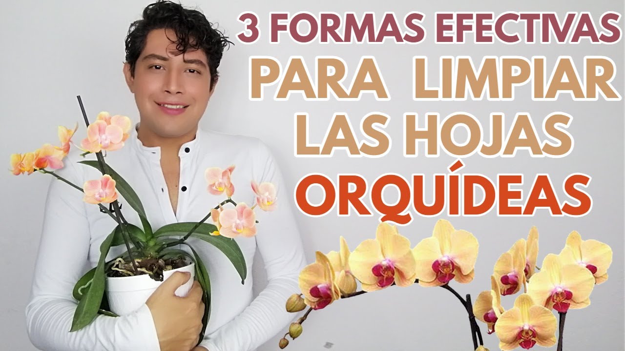 como limpiar las hojas de las orquídeas chuyito jardinero