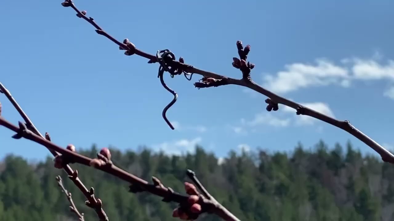 Обзор дачи в апреле.