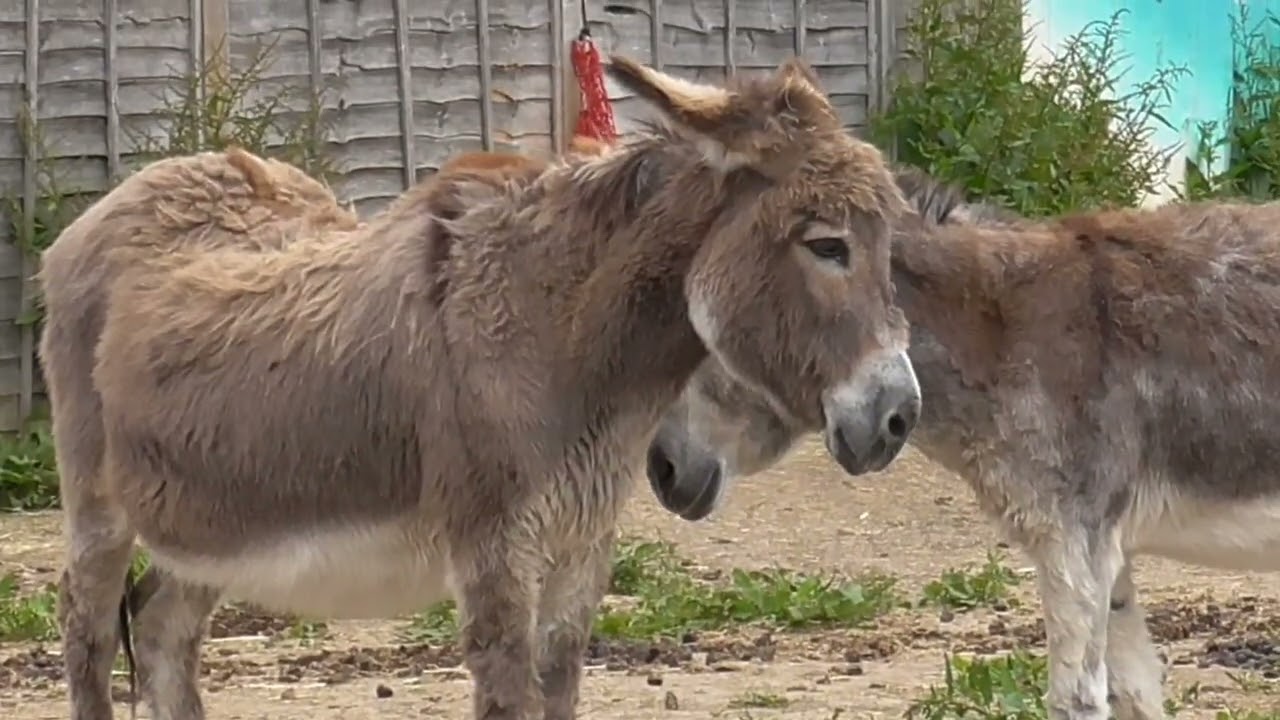 Donkeys