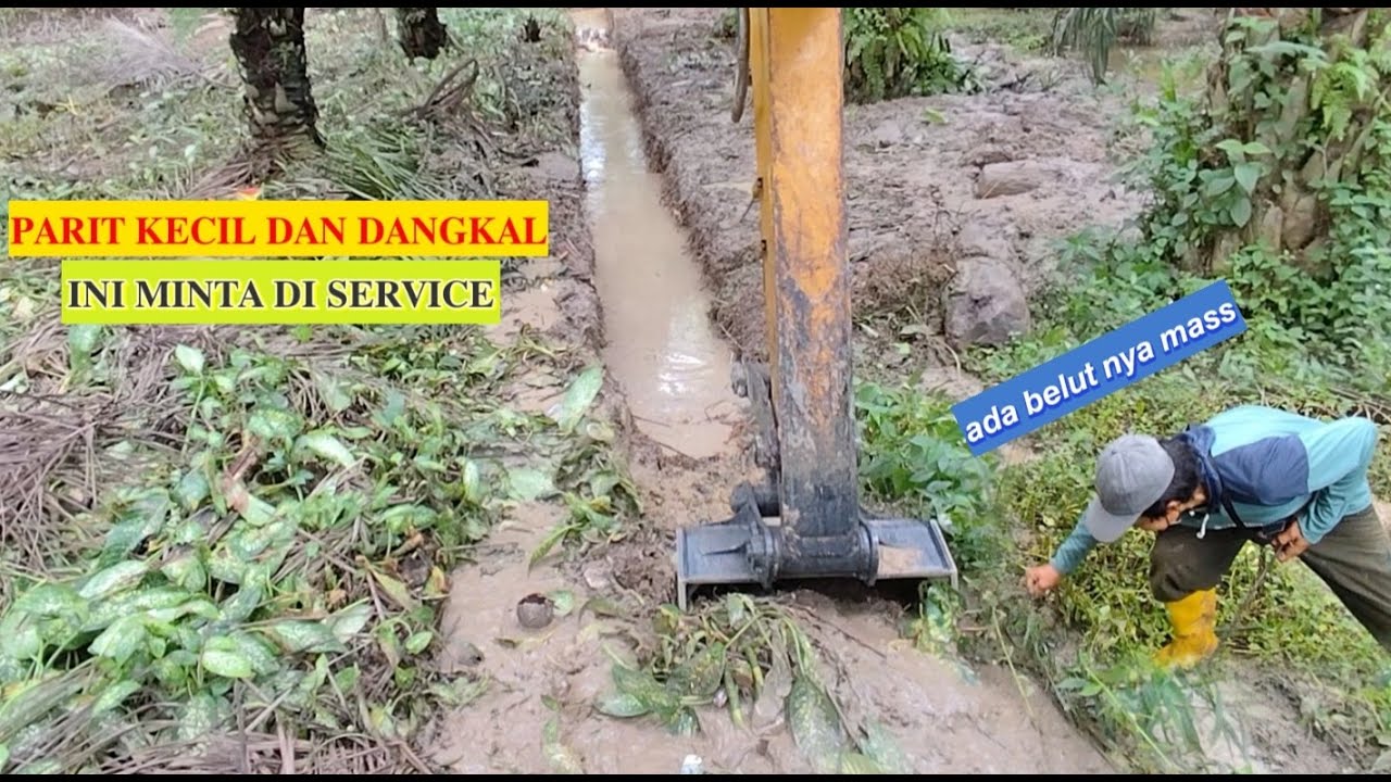 Pindah ngamen lagi masuk kebun sawit untuk gali parit yang kurang dalam dan besar