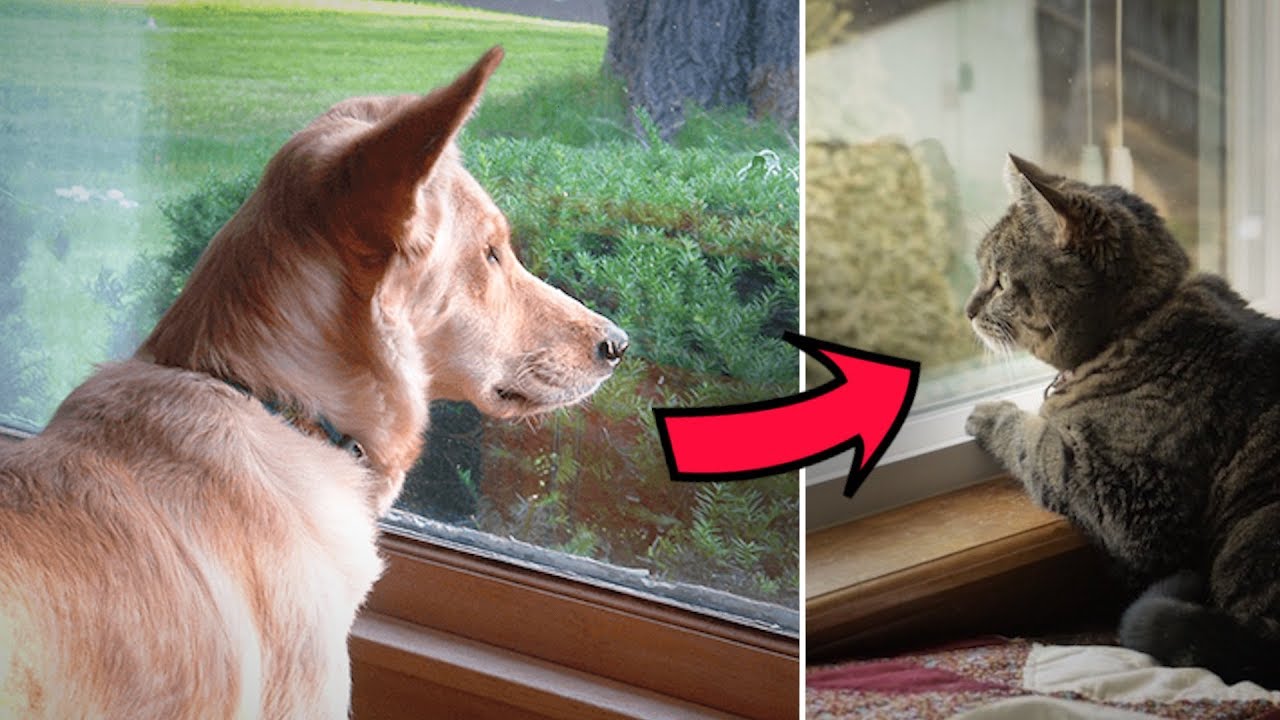 Dieser Hund starrt jeden Tag aus dem Fenster, der Grund ist unglaublich