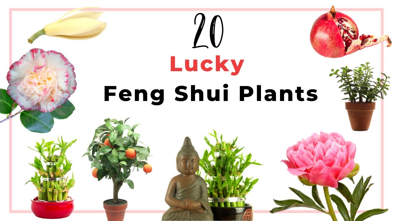 20 lucky Feng Shui plants to grow around your house