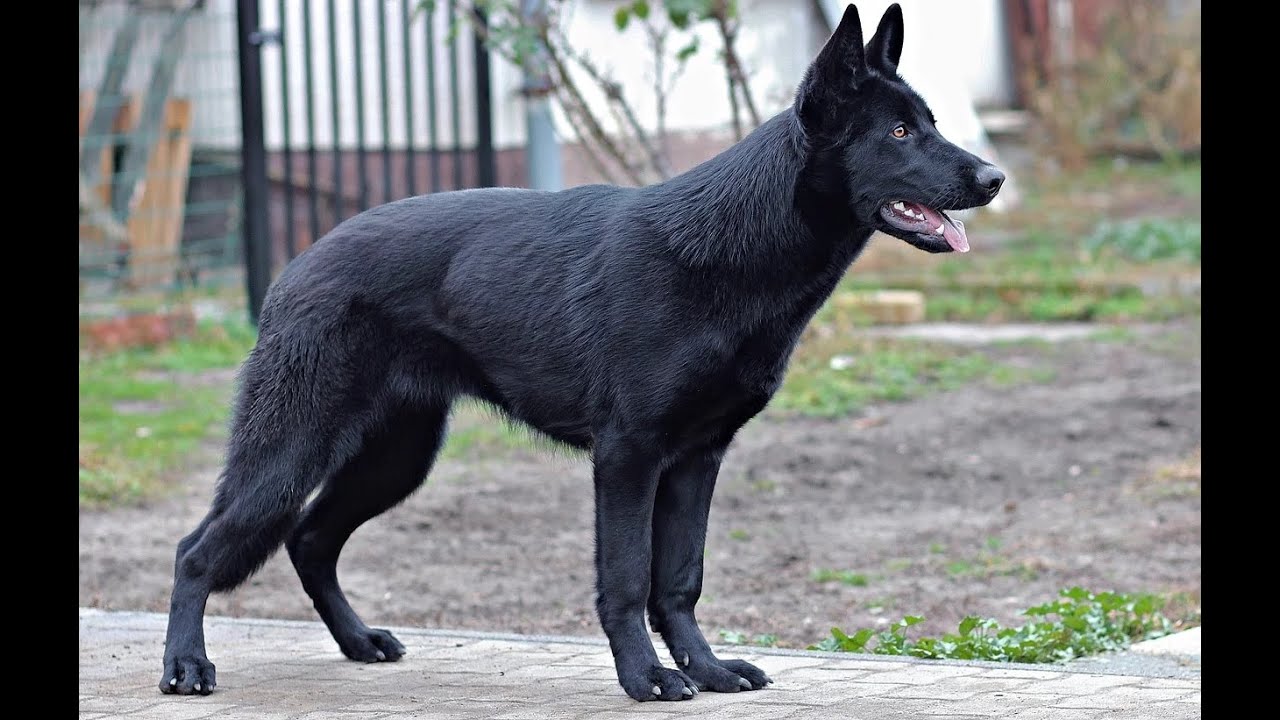 il Pastore Italiano, il cane perfetto per la  famiglia e la campagna!