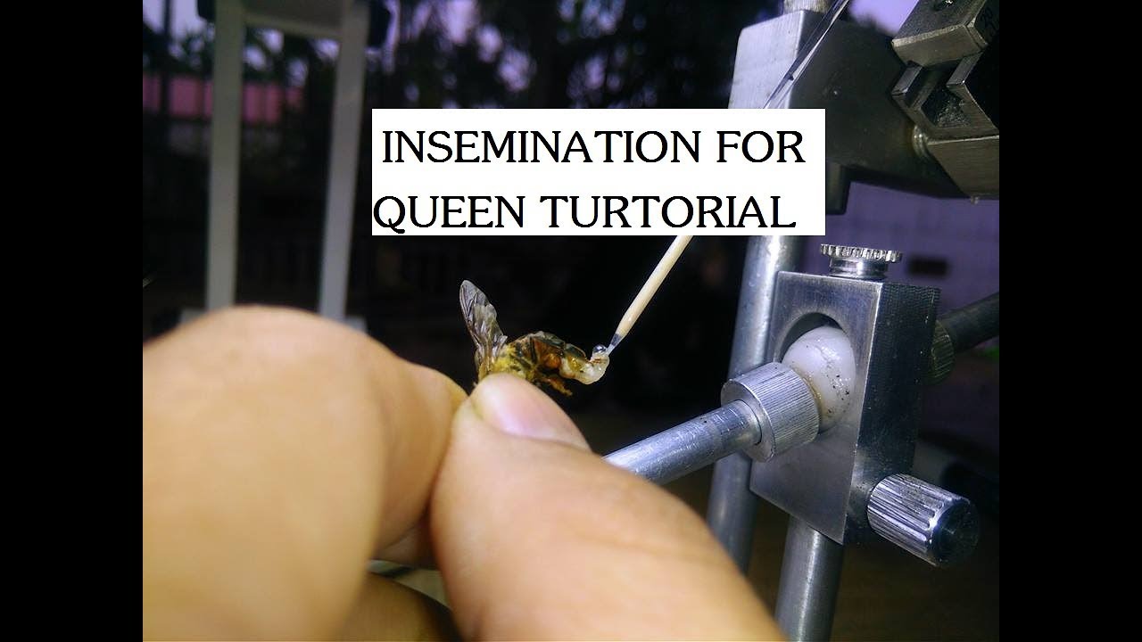 Artificial insemination for queen bee turtorial