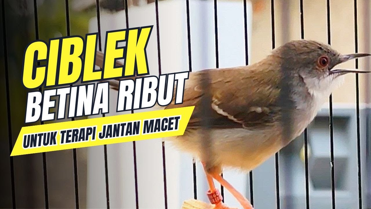 Suara Ciblek Betina Gacor Memanggil Jantan, Ampuh Mengatasi CIBLEK MACET Maupun Ciblek Bahan