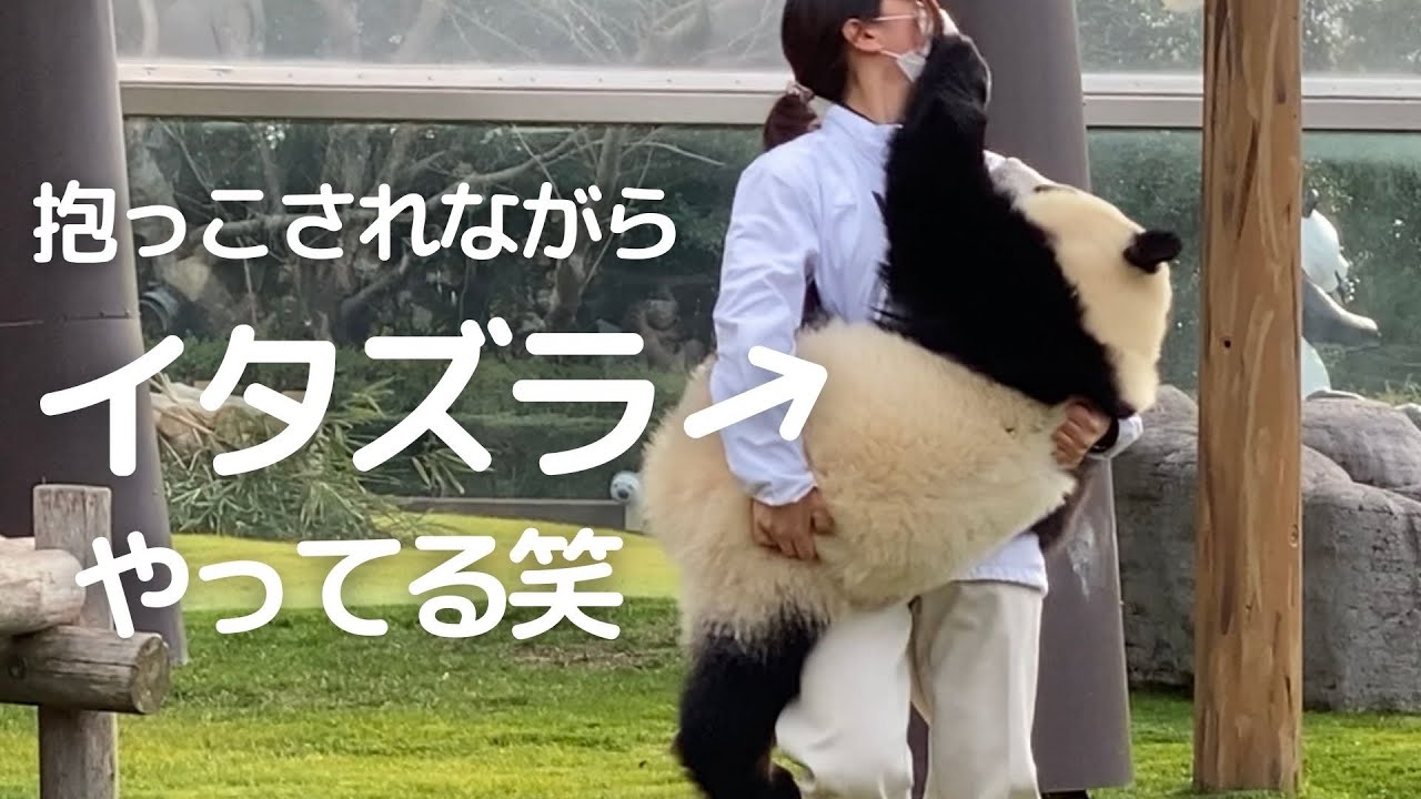 【帰宅速報】抱きつき抱っこでイタズラしてるw飼育員さんと可愛すぎる帰宅劇場🥰子パンダ楓浜🍁