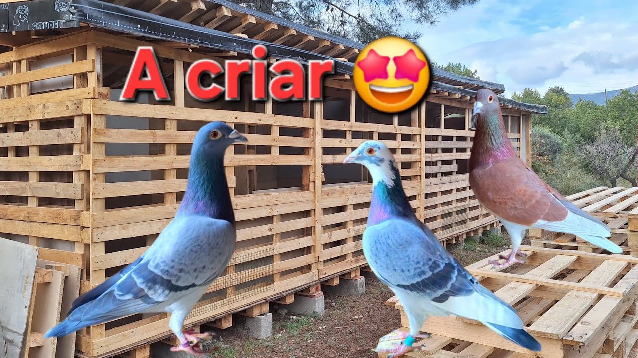 Mis palomas 