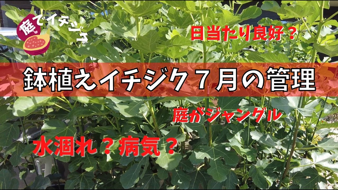 【イチジク】鉢植えいちじくの7月の管理。美味しい実を収穫するための管理。