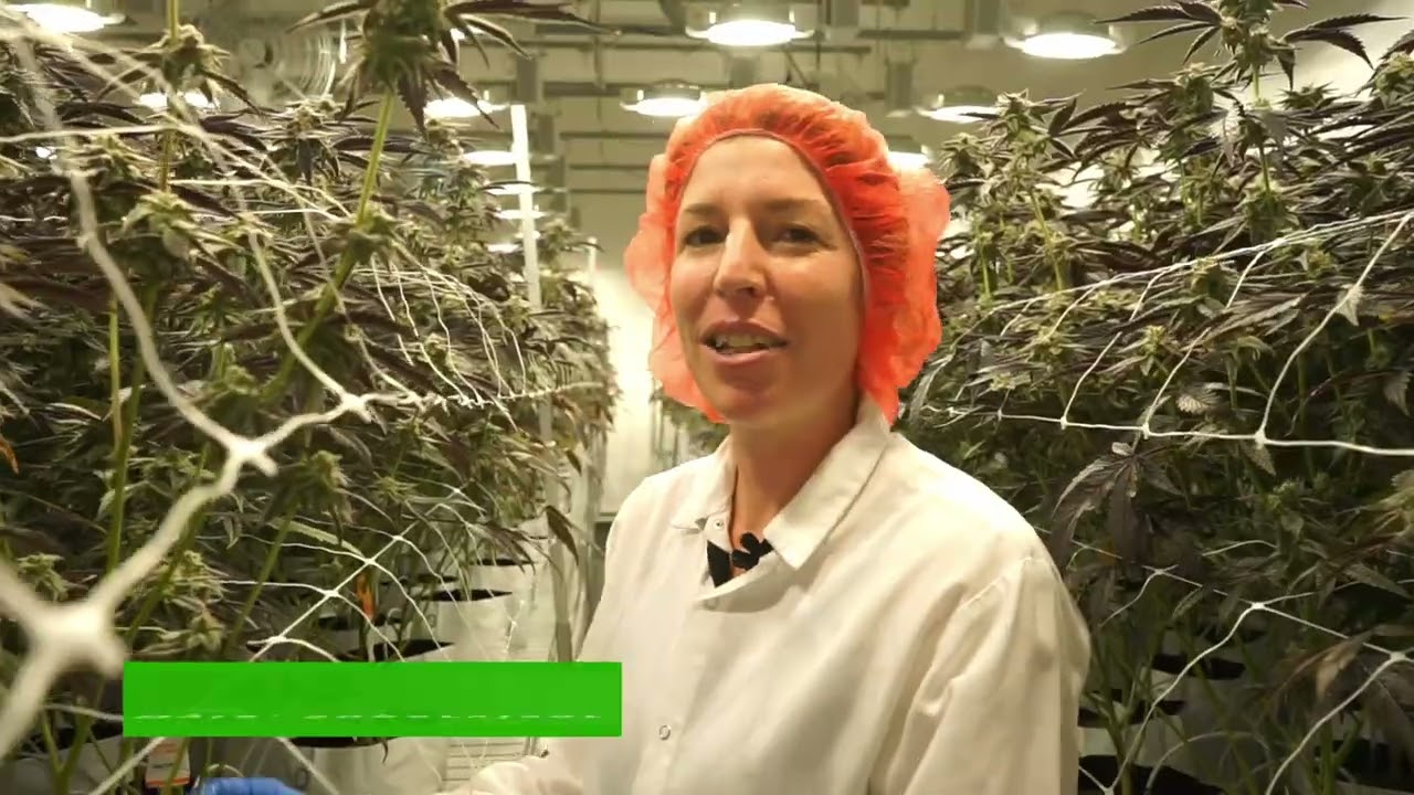 Pre Harvest Defoliation