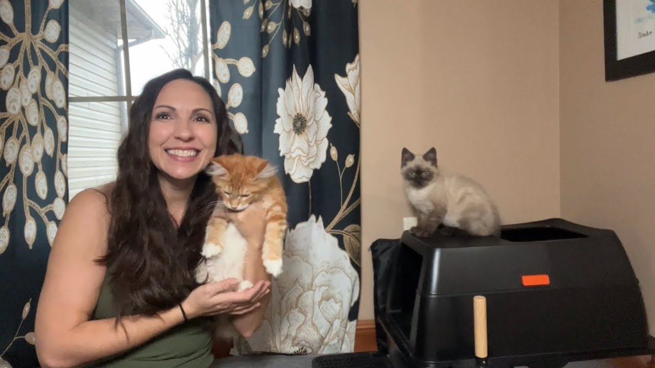 HONEST REVIEW - Lobeve covered litter box - perfect for my new kittens!