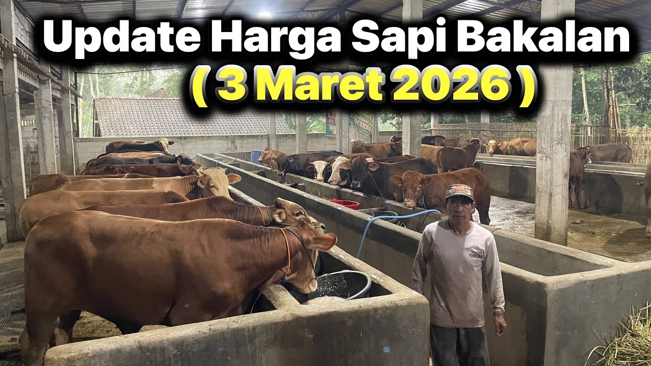 Update Harga Sapi Bakalan (3 Meret 2026 ) !! Harga Grosir