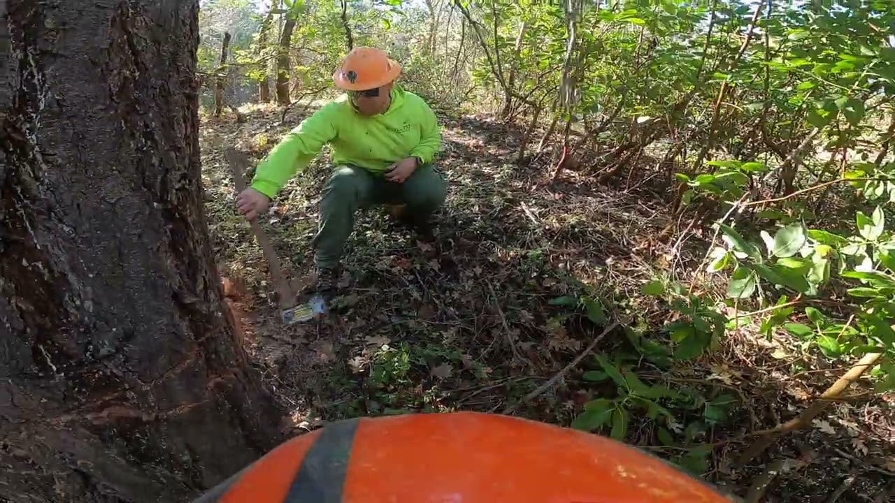 Felling a Massive Fir Tree in a Tight Spot
