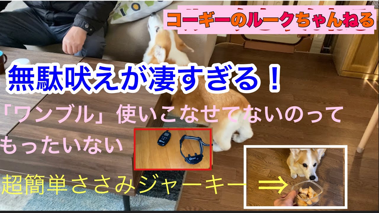 コーギーのルーク【無駄吠え対策】ワンブルの効果/日課の散歩/癒してくれた日々/ささみジャーキー