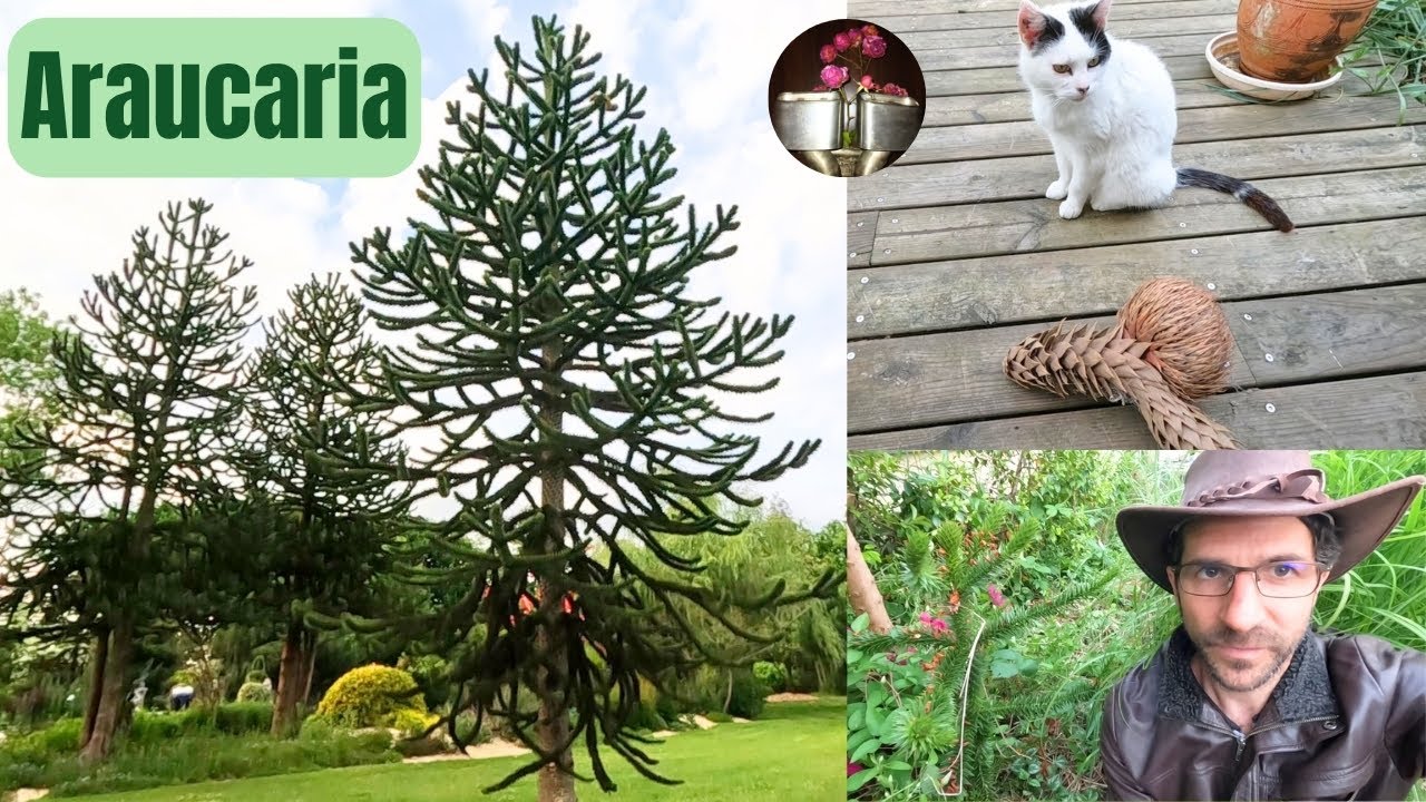 Araucaria araucana, pinon comestible(graine) Désespoir des singes, conifère persistant très piquant
