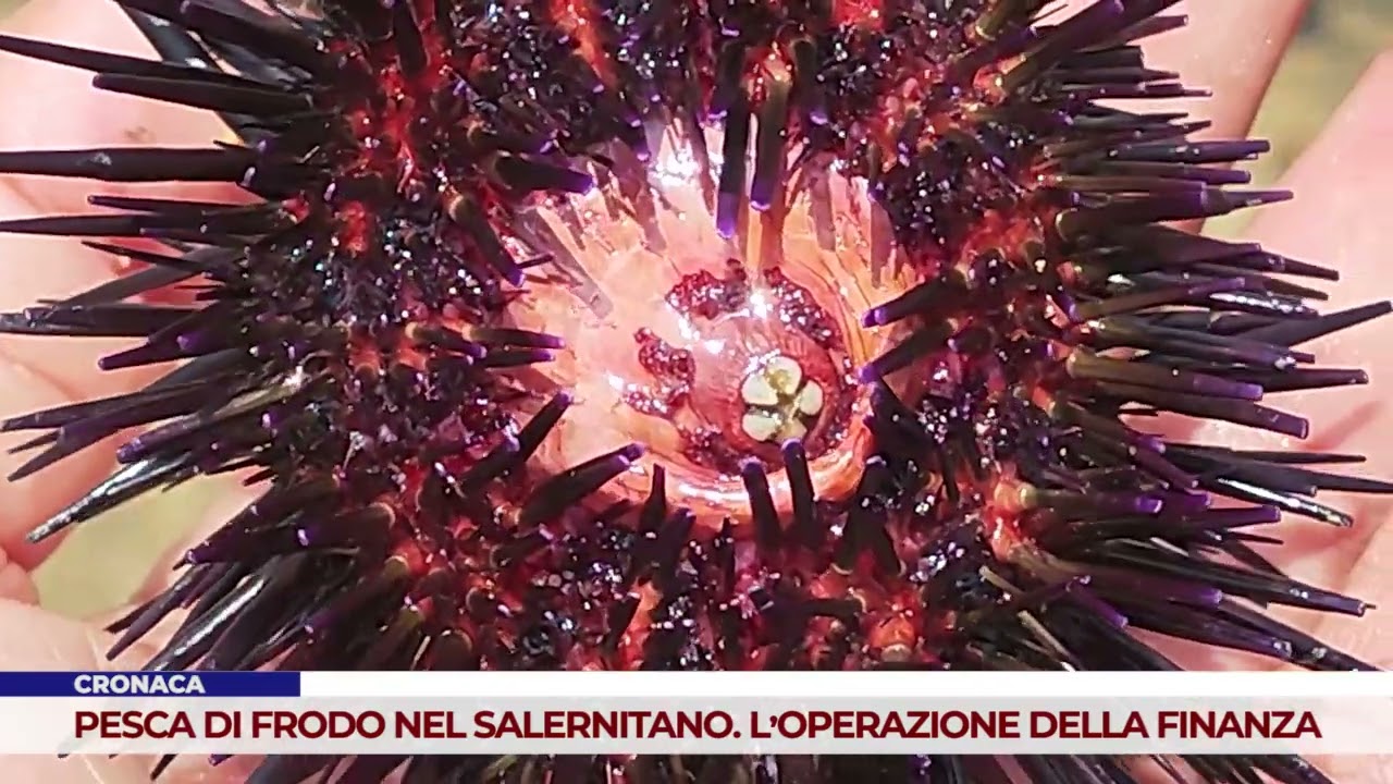 CRONACA. PESCA DI FRODO NEL SALERNITANO. L’OPERAZIONE DELLA FINANZA