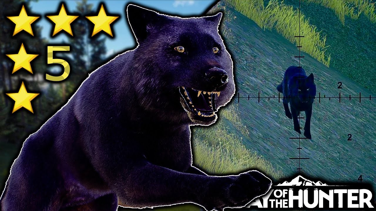 **SUPER RARE** 5 STAR MATURE MELANISTIC GREY WOLF ON TRANSYLVANIA IN WAY OF THE HUNTER!