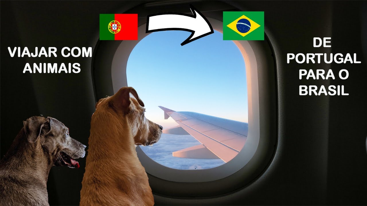 Como viajar com c&atilde;es e gatos de Portugal para o Brasil
