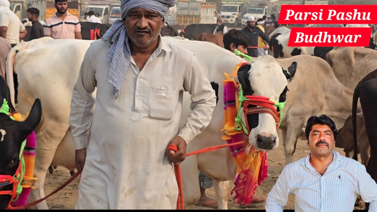 सब से बढ़िया ओर सब से बड़ी गायो की पारसी जो लगती है हर बुधवार को शामली मेरठ रोड गाव बापारसी #youtube