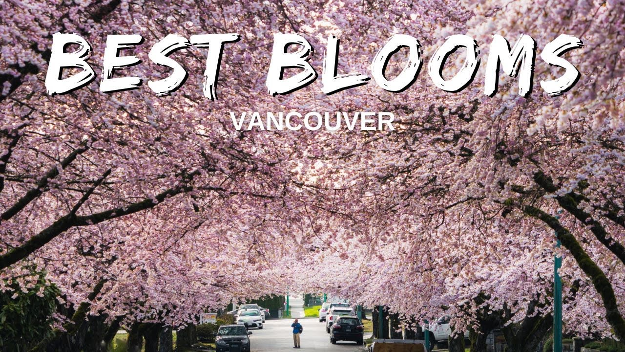 8 Best Cherry Blossom Spots in Vancouver 2025