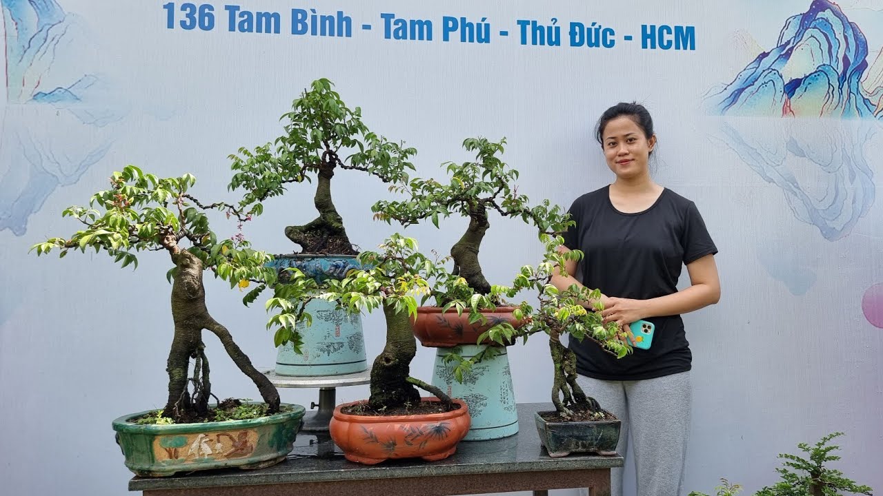 PAN CITY 137 💞 Bộ sưu tập 30 Cây Khế đẹp Bonsai tuyển lựa quá đẹp - Zalo: 0349.678.335