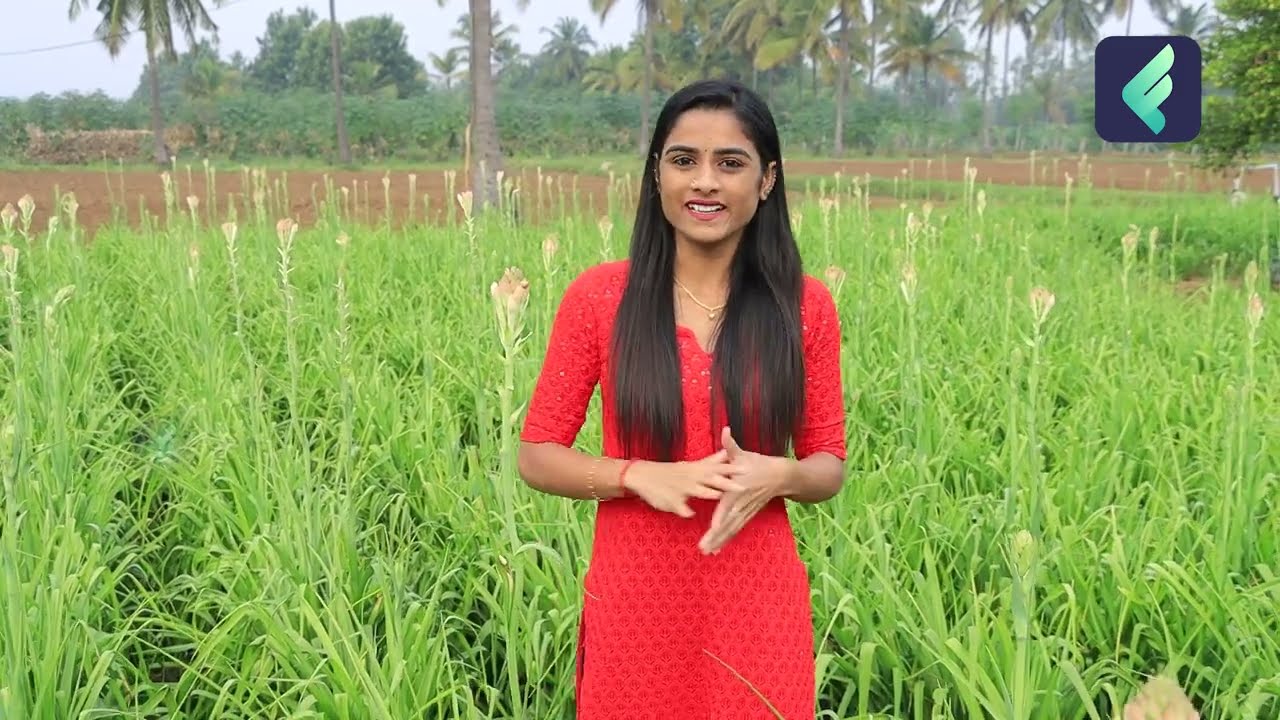 Lilly Flowers Farming in Telugu: Cultivation Guide and Potential Annual Income