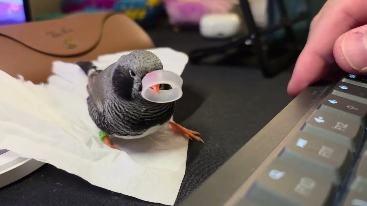 Zebra finch busy exploring.