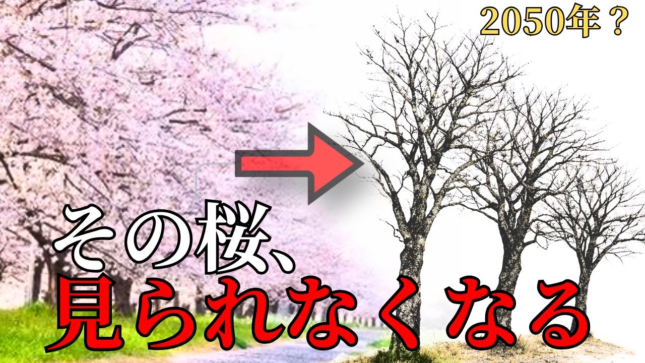 桜並木はあと何年見られる？ソメイヨシノの歴史から寿命と３つの未来