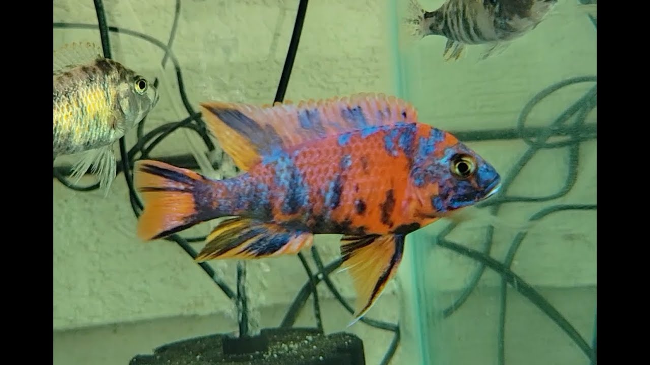 Inside look at skilled breeder's malawi/hap setup