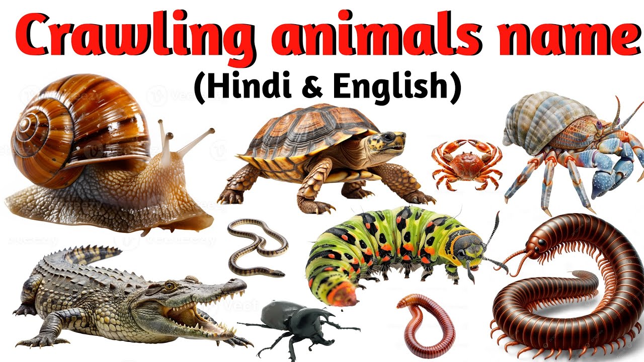 crawling animals for kids | Reptile and Crawling Animals name | creepy crawlies & slithery snakes