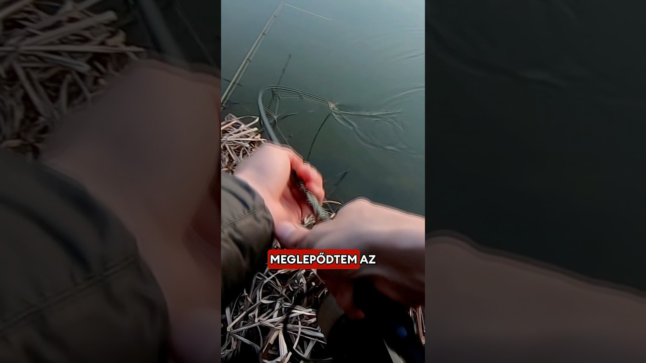 Milli&oacute;s felszerel&eacute;s vs Minim&aacute;l cucc? Szerinted?🤷&zwj;♂️🤔 #carpfishing #fishing #carp #fish