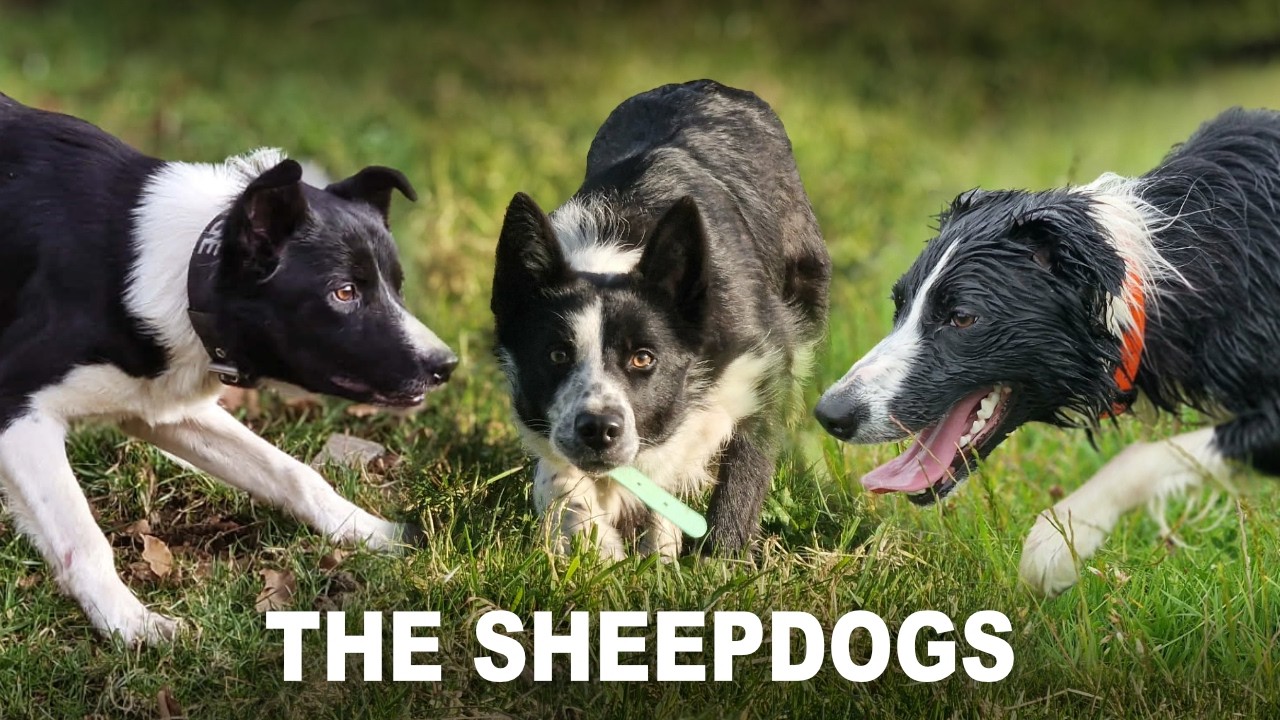 The Sheepdogs - A look into the way the dogs work