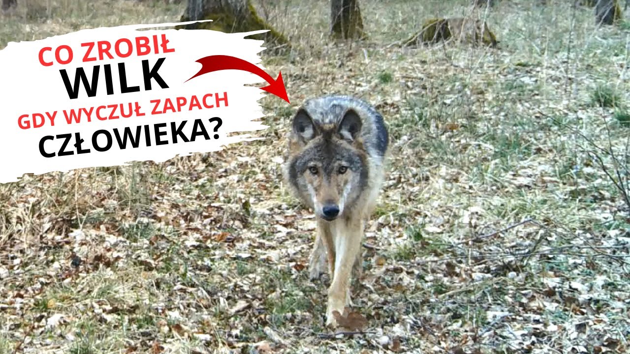 Reakcja WILKA na zapach człowieka