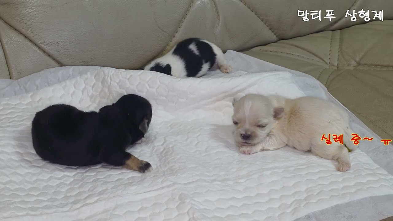 태어난지 7일차 말티푸(Maltipoo)~