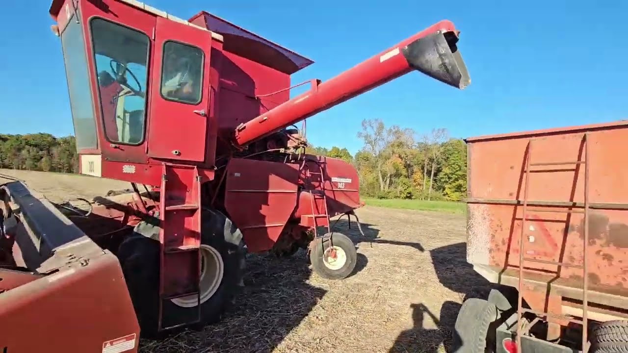 IH 303 combine cutting beans 20ft at a time