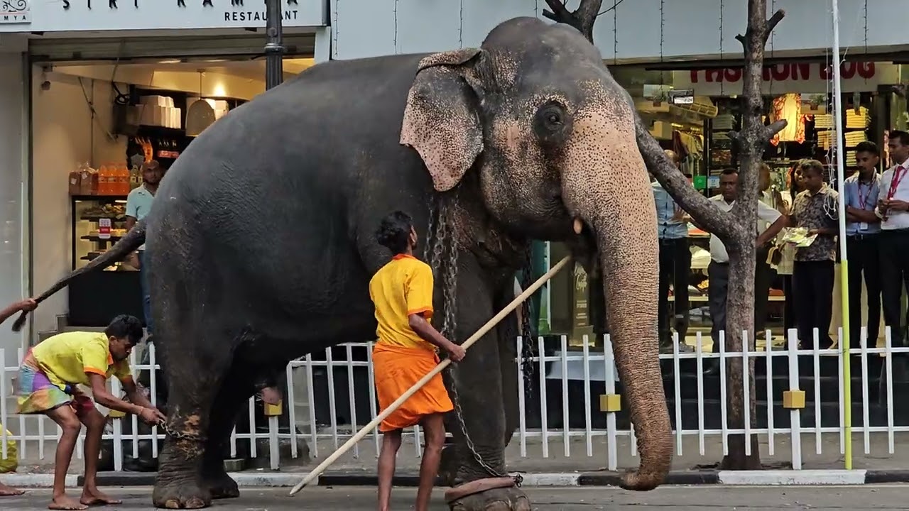 Elephant went out of Control in Kandy - අලි කුලප්පුව