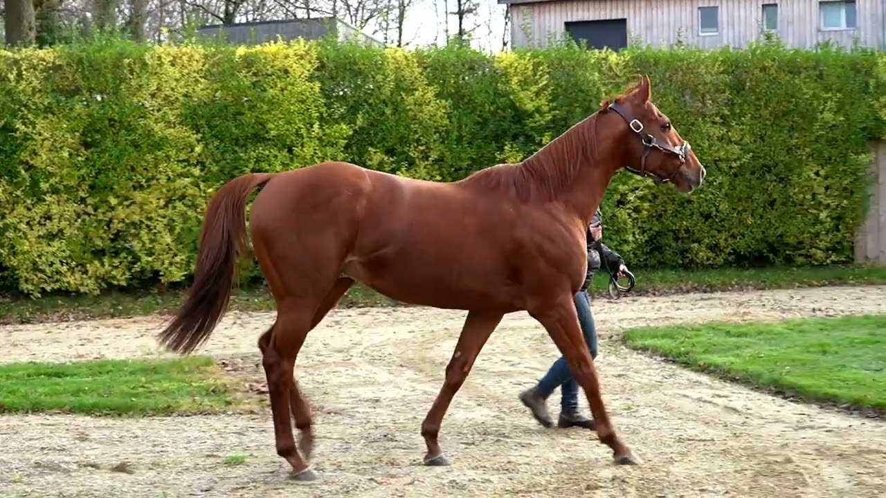 Tribalist : découvrez le physique du nouvel étalon au Haras de Castillon, gagnant de Gr.1 sur 1600 m