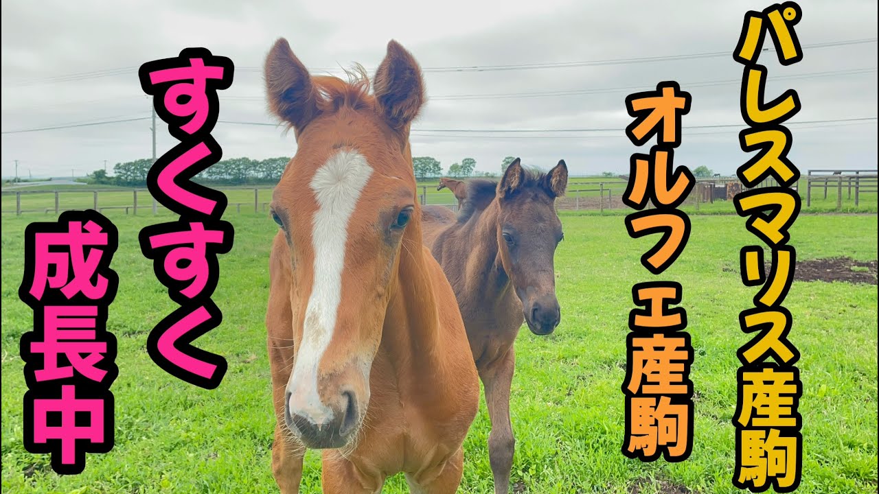 全頭お産が終わりました!‼︎