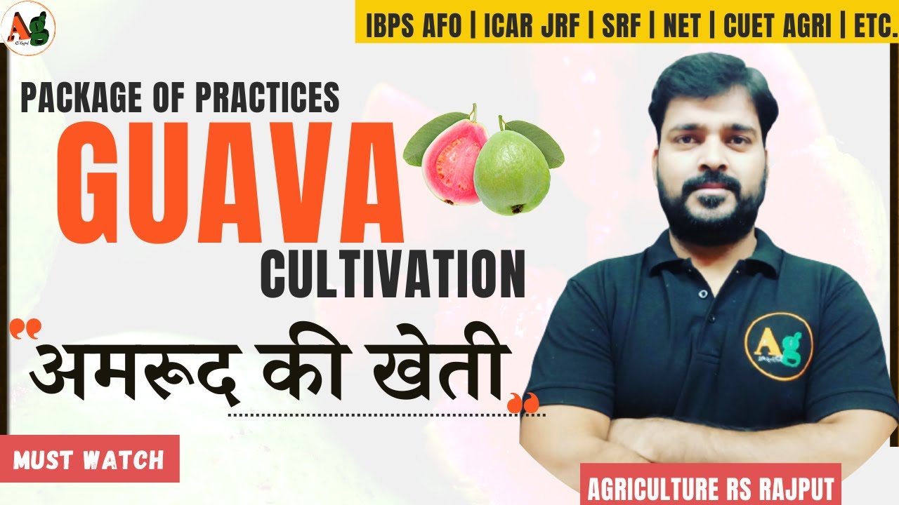 Guava Cultivation | अमरूद की खेती | Bahar System | Fruit crop cultivation | Agriculture RS Rajput
