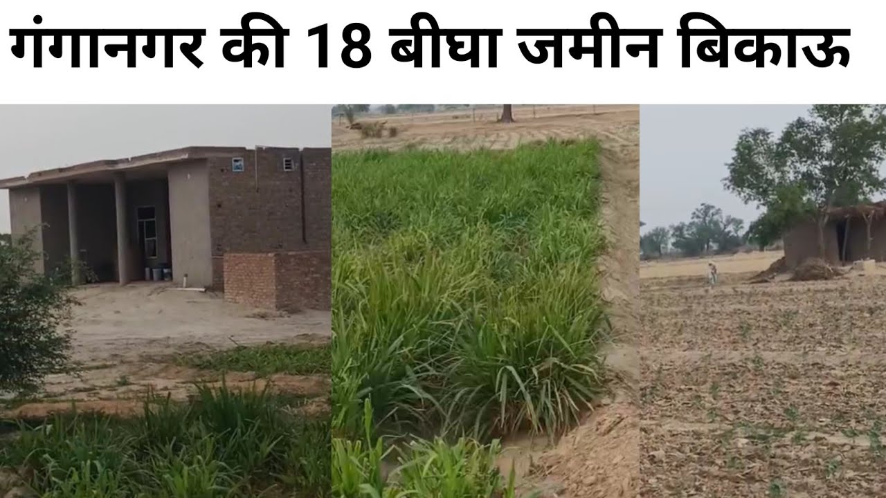 गंगानगर की 18 बीघा जमीन बिकाऊ बढ़िया मकान अच्छा पानी नहर से 500 मीटर दूर Rajasthan ki bikau Jameen
