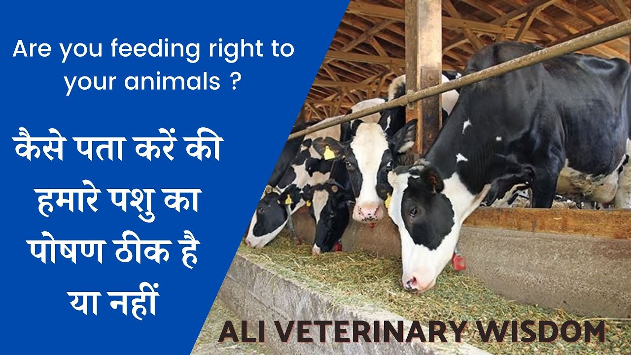 are you feeding right to your dairy animals? क्या आप अपने पशुओं की सही फीडिंग कर रहे हैं ?