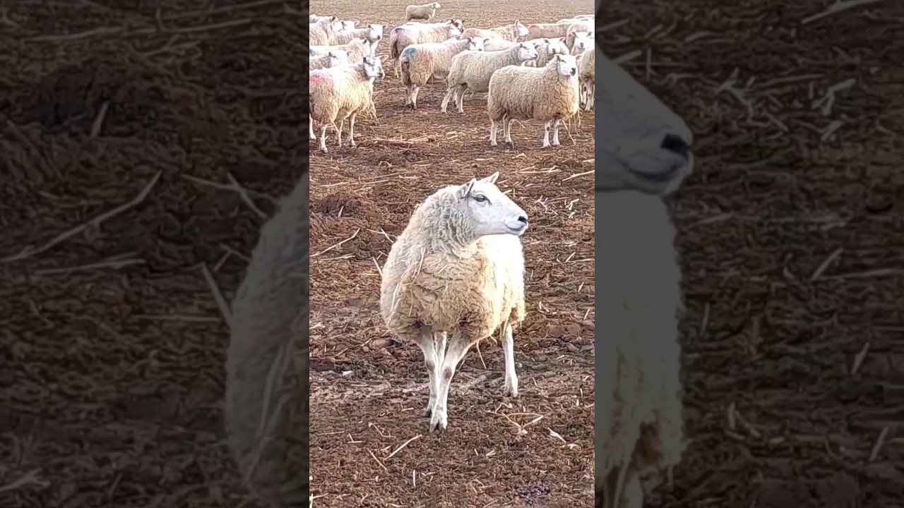EWE ALRIGHT!? #FEMALE #sheep is #alright #shorts