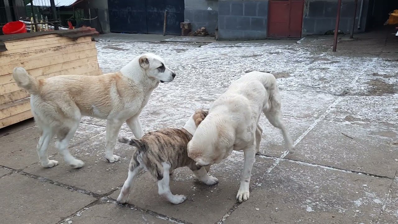 C&acirc;ini uriași ( Asia Centrală )