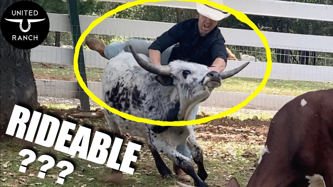 My Texas Longhorn Saddle Breaking Journey: Riding Bareback / Animal Training Tips // United Ranch